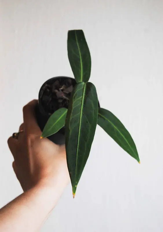 Baby QUEEN Anthurium Warocqueanum (seedling)