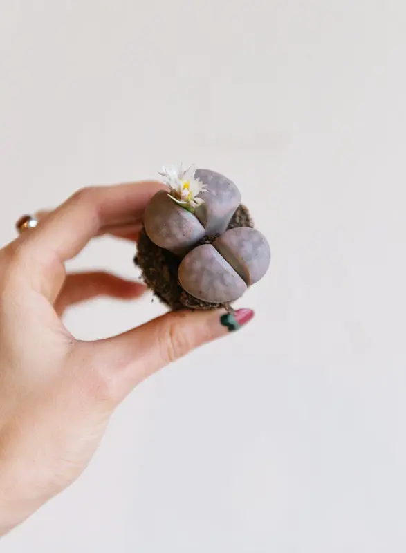 Baby Lithops /single/ mix (Zachran ma)