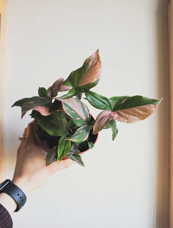 Syngonium Pink Splash (huste)