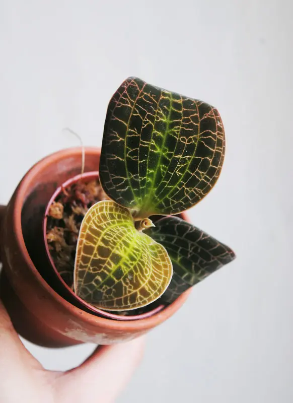 Dossinia marmorata / Queen