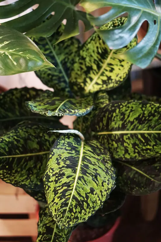 Dieffenbachia Reflector (XL) LEN OSOBNE