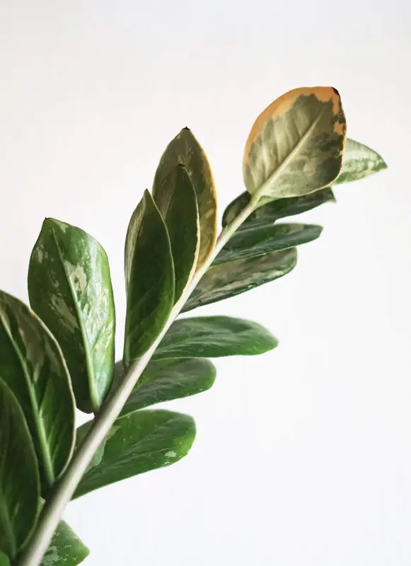 Zamioculcas variegata