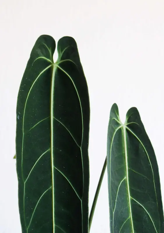 QUEEN Anthurium Warocqueanum