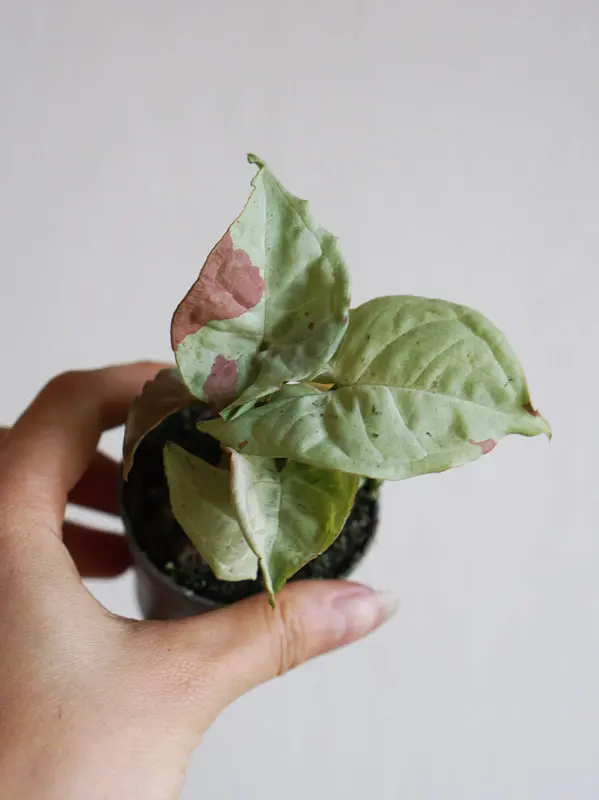 Baby Syngonium Milk Confetti