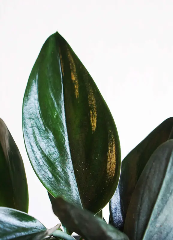 Scindapsus treubii "Dark form"