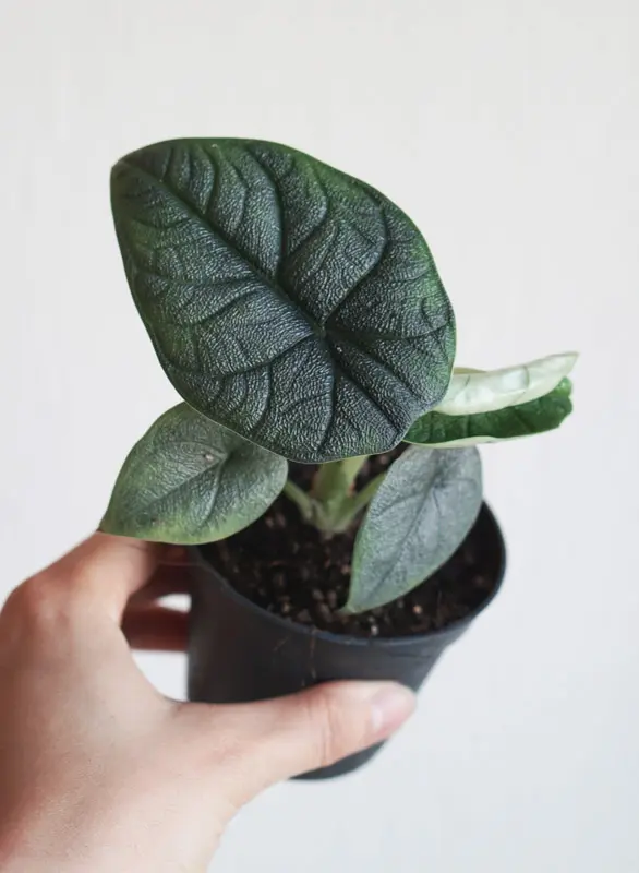 Baby Alocasia Melo
