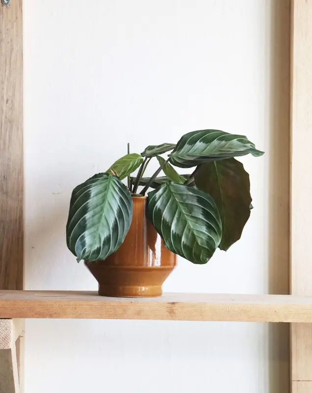 Maranta Silver Band (Zachran ma)