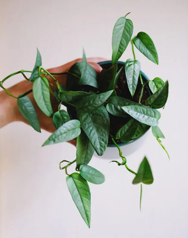 Epipremnum pinnatum "Cebu Blue" (fakt dlhe a krasne kusky)