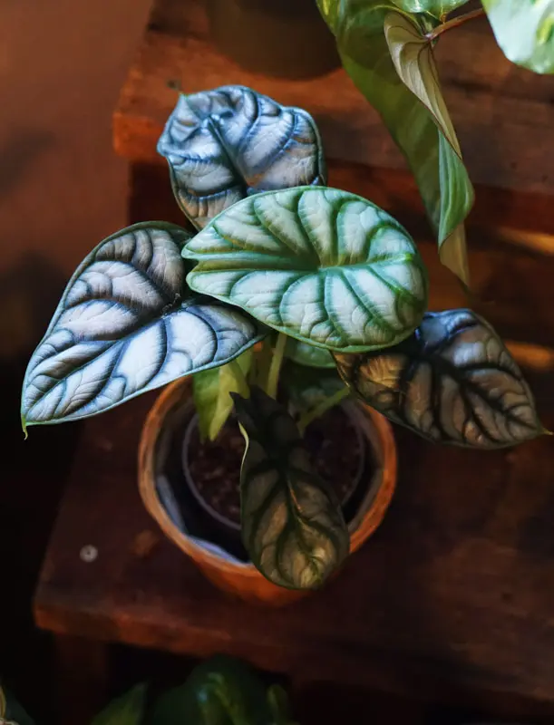 Alocasia Silver Dragon