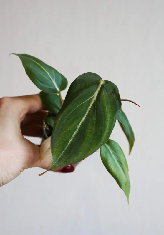 Baby Philodendron Gloriosum (Zachran ma)