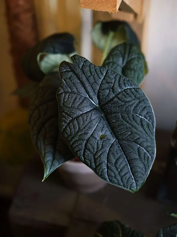 Alocasia Melo