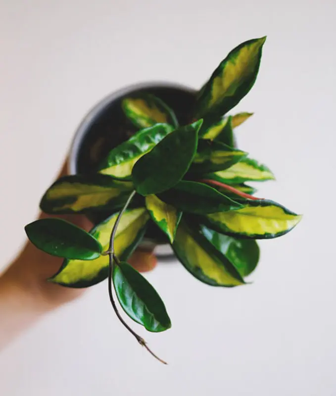 Hoya Crimson Princess (Zachran ma)