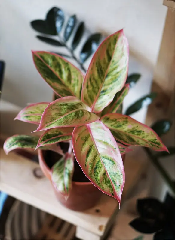 Aglaonema Salmon fantasy