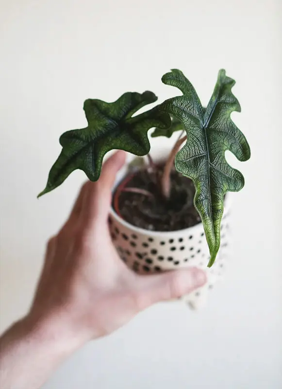 Alocasia Jacklyn / Tandurusa / Alocasia Sulawesi