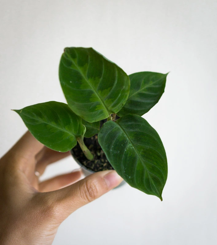 Baby Calathea Warscewiczii (Zachran ma)