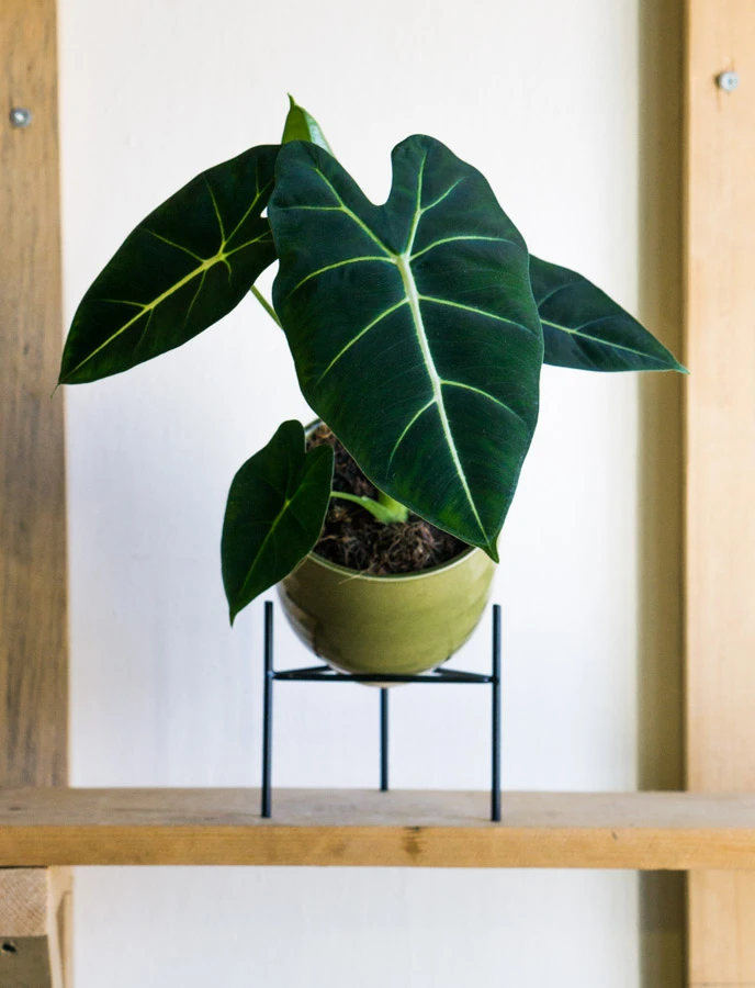 Alocasia Micholitziana Frydek