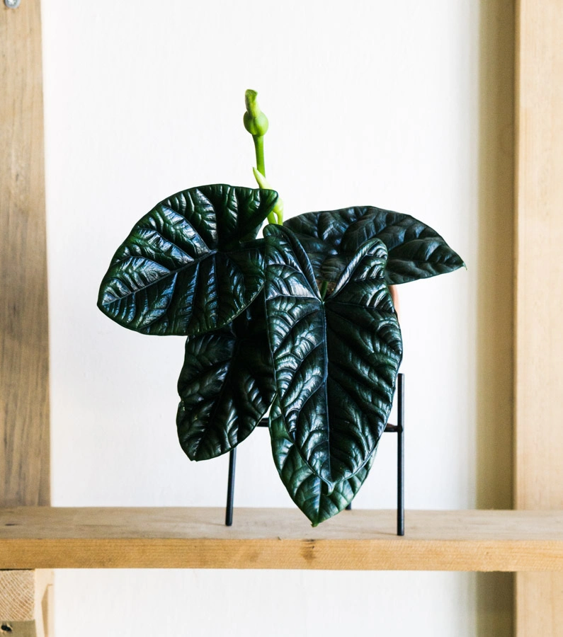 Alocasia Sinuata