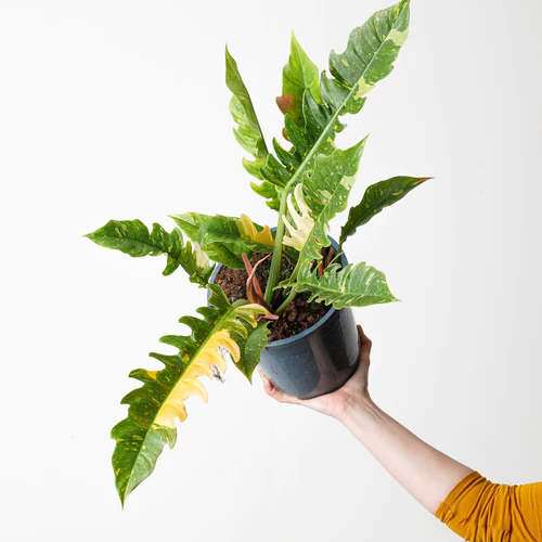 Philodendron Ring of Fire (super cena!)