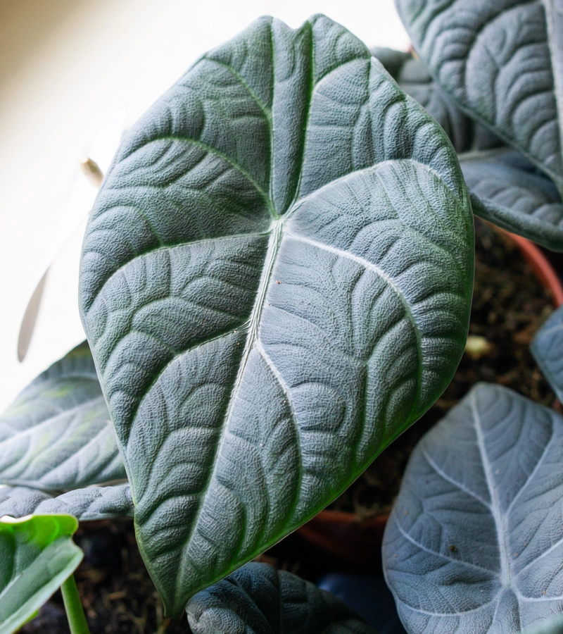 Alocasia Maharani SPECIAL