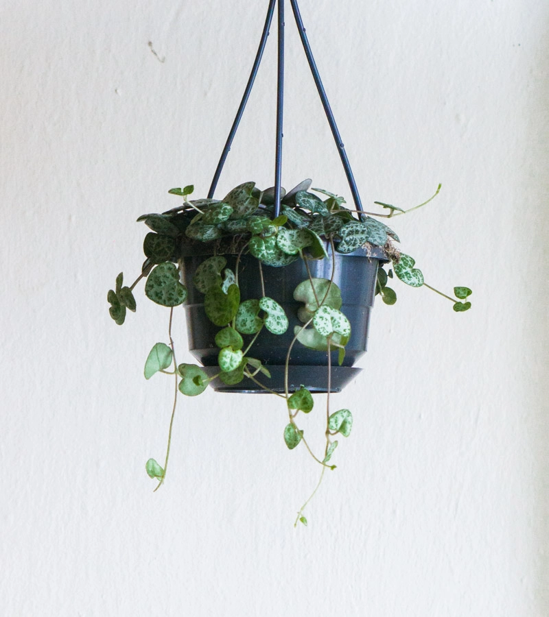 Lampasik Ceropegia Woodii (bez zavesu)