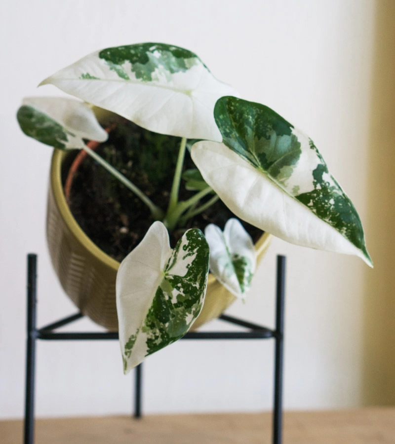 Alocasia Micholitziana Frydek variegata (zachran ma)