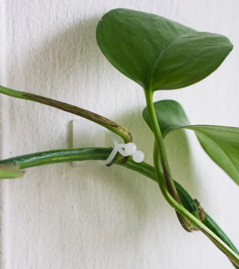 Hacik na tahave rastliny