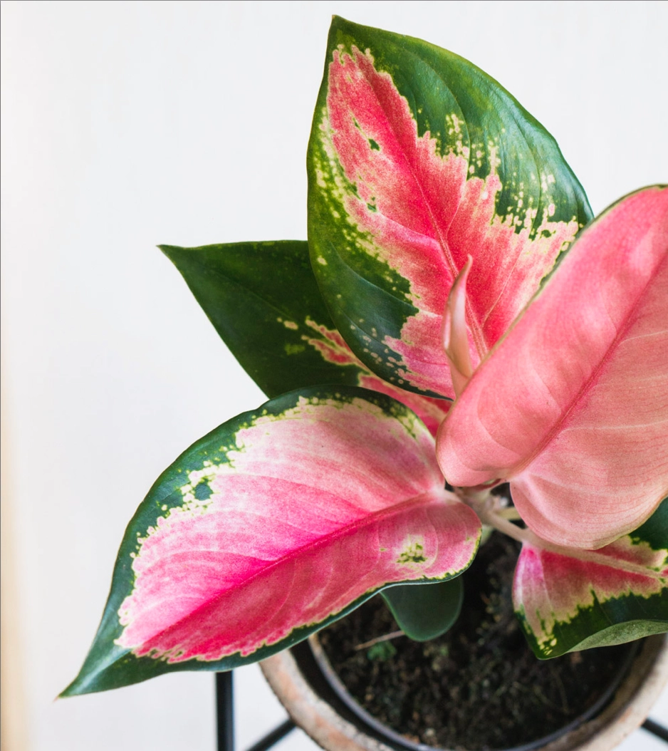 Aglaonema Cherry Baby