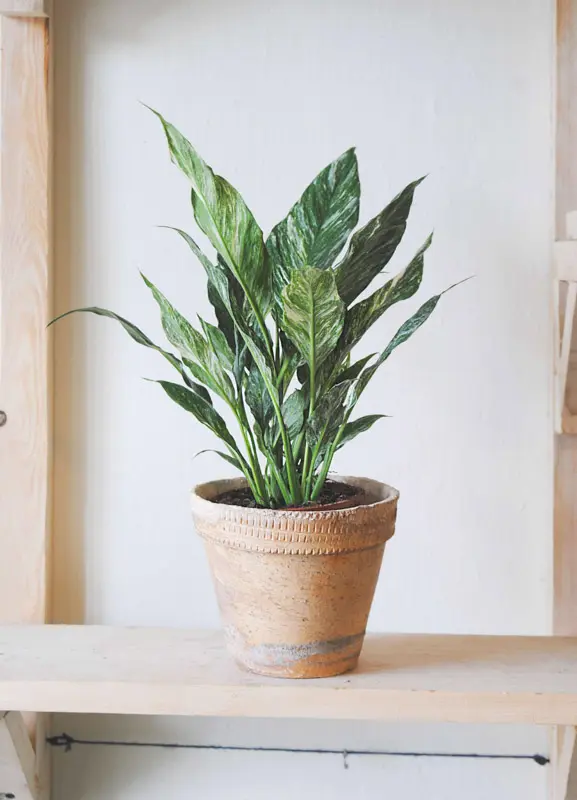 Spathiphyllum 'Domino' Variegata /Diamond