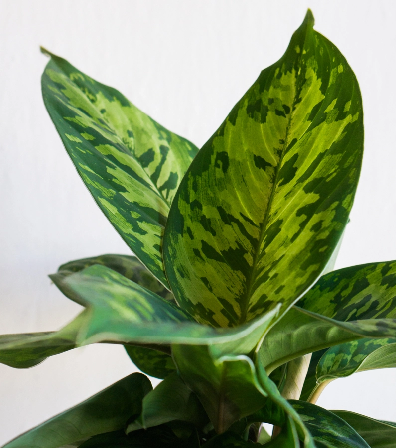 Homalomena Camouflage (Zachran ma)