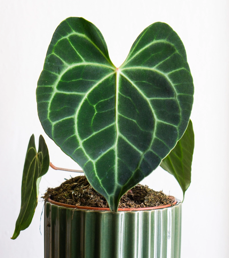 Anthurium Clarinervium (Zachran ma)