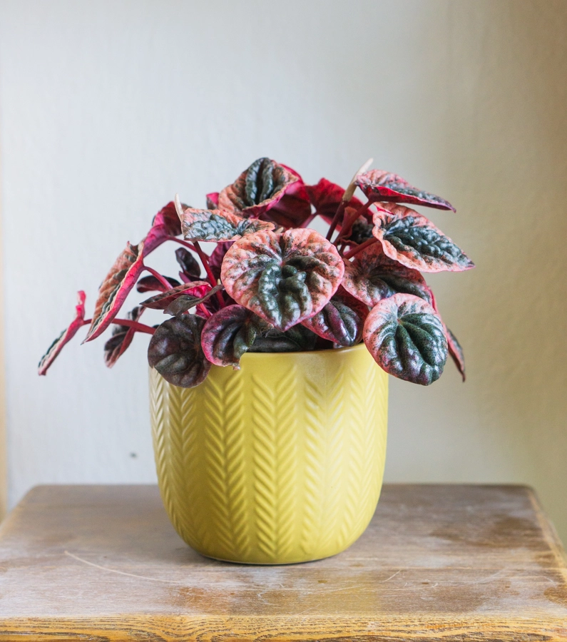 Peperomia abricos (Zachran ma)