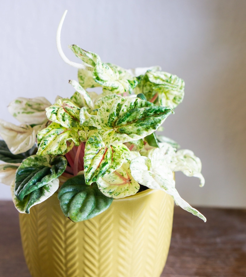 Peperomia buenos aires (Zachran ma)