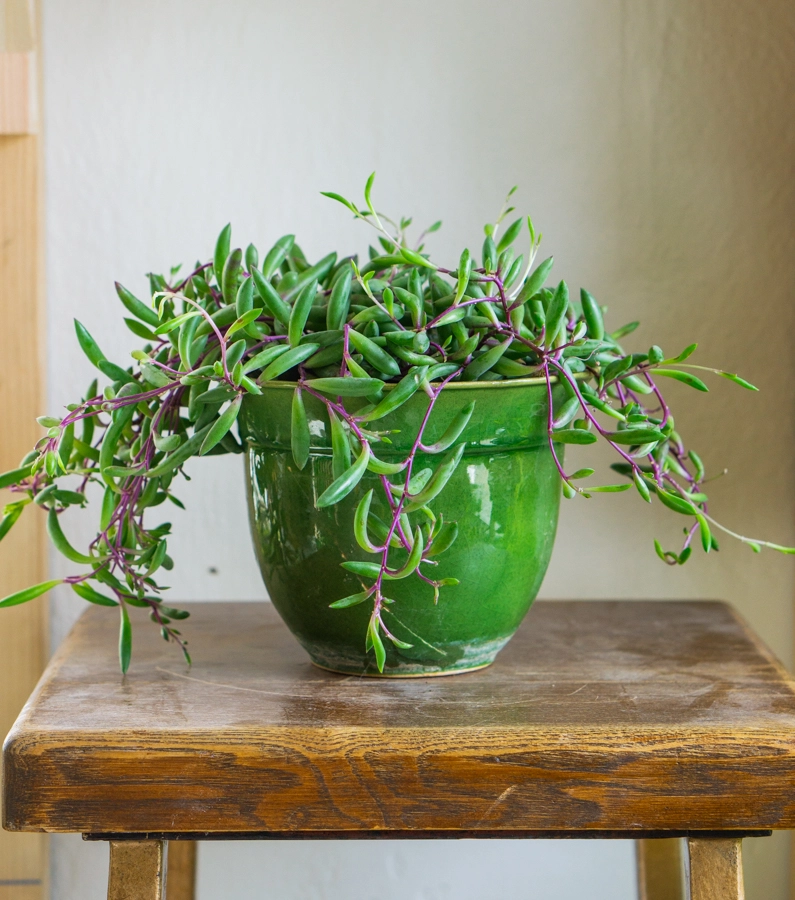 Senecio herreianus Purple Flush