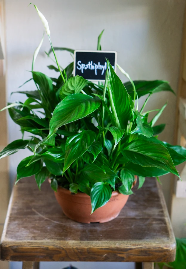 Spathiphyllum Chopin