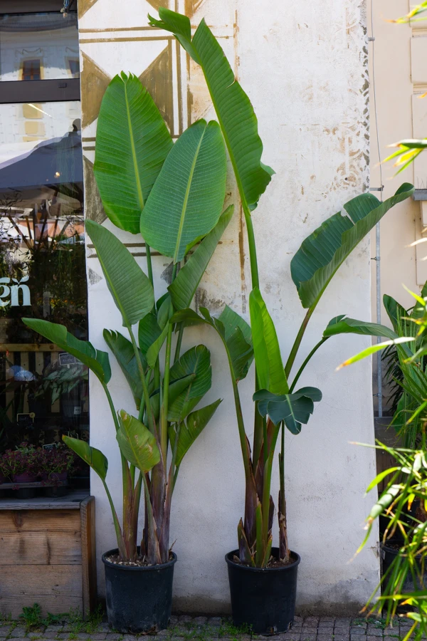 Strelitzia Nicolai (len osobne)