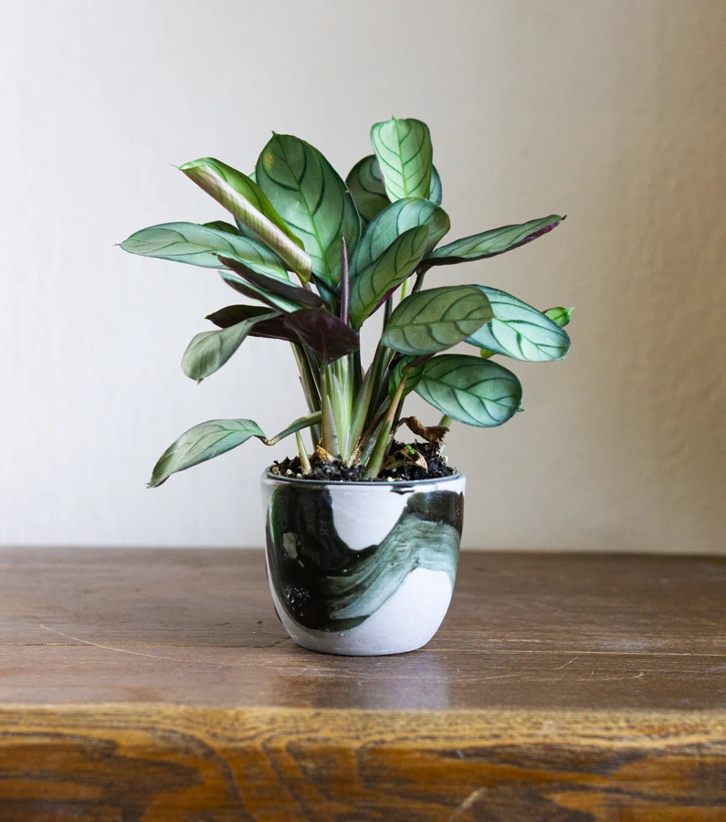 Baby Ctenanthe amabilis mint