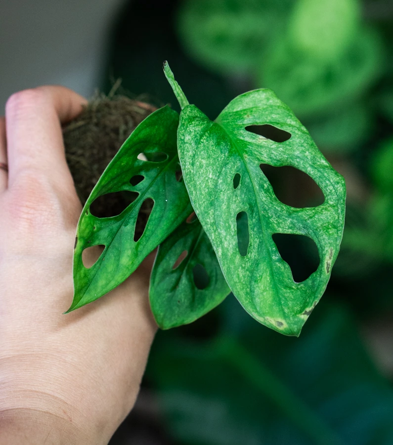 Baby Monstera adansonii Mint