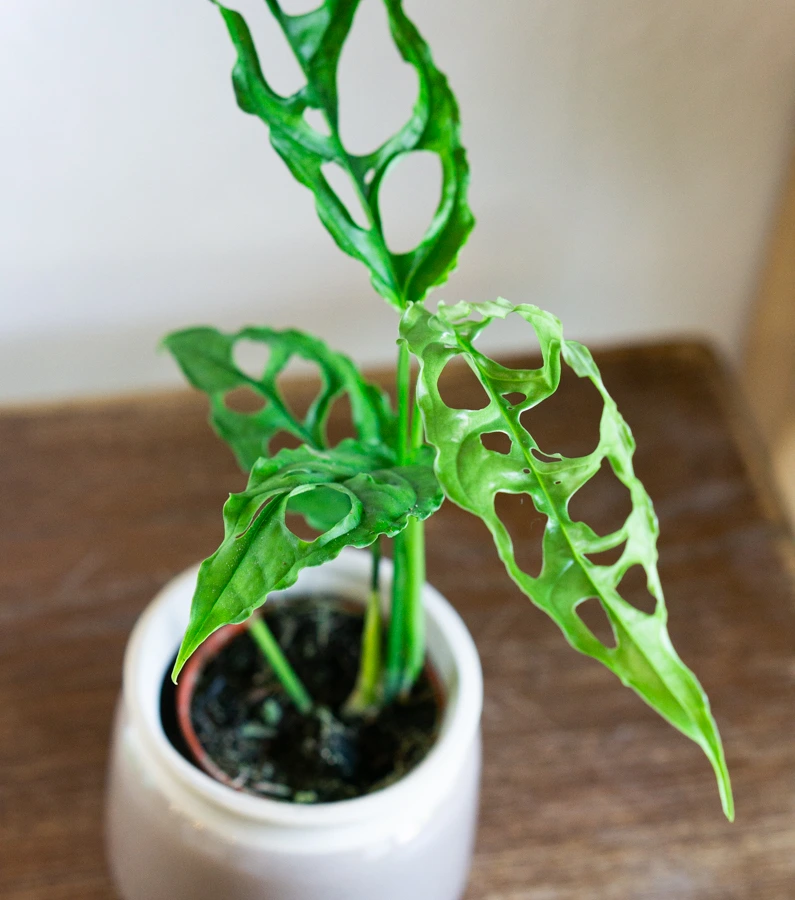 Baby Monstera obliqua Peru (SUPER CENA!)