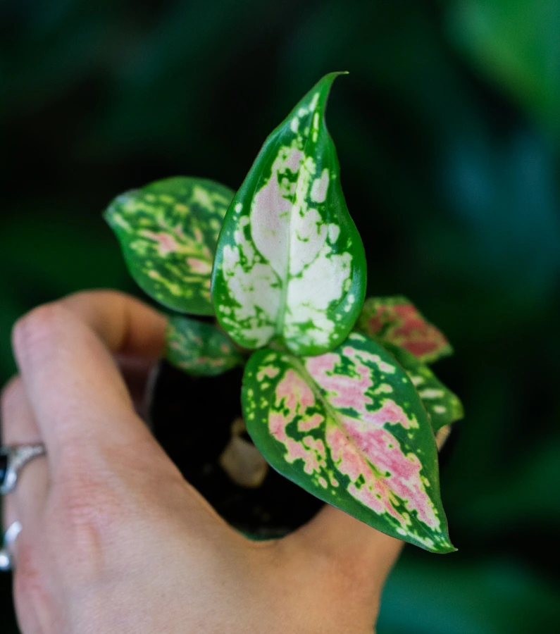 Baby Aglaonema Red Valentine