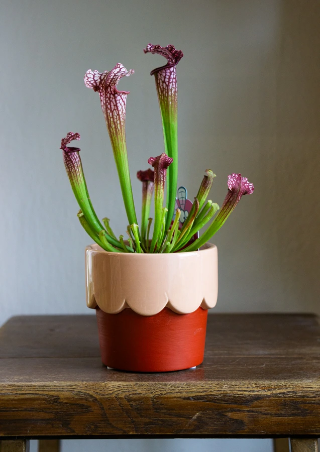 Sarracenia purpurea - masozravka