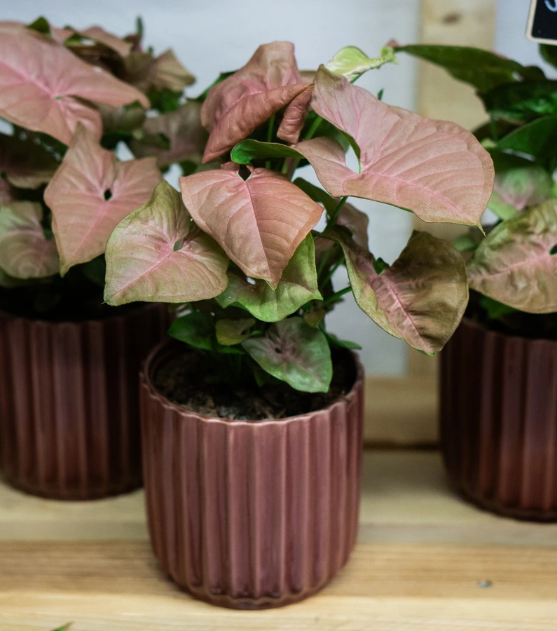 Syngonium Neon Robusta