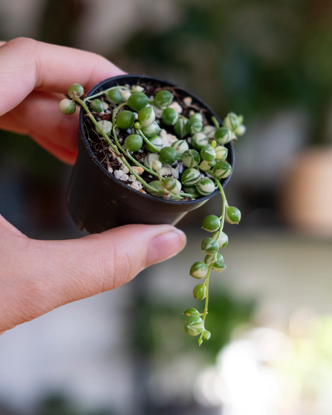 Baby Senecio Rowleyanus variegata
