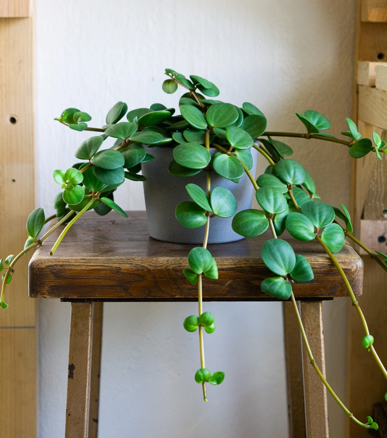 Peperomia Hope (M)