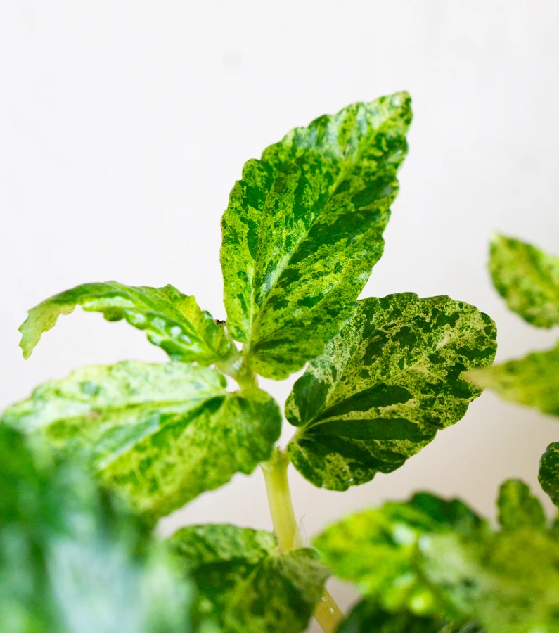 Pellionia repens variegata / Procris repens 