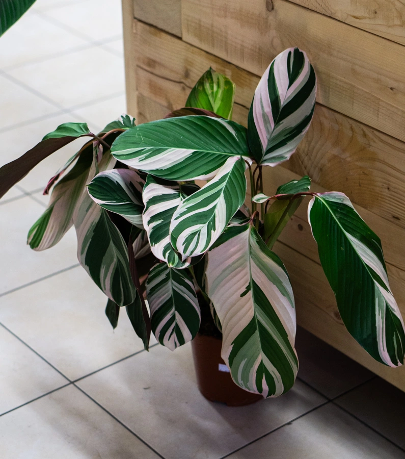 Calathea Princess Dalya (Zachran ma)