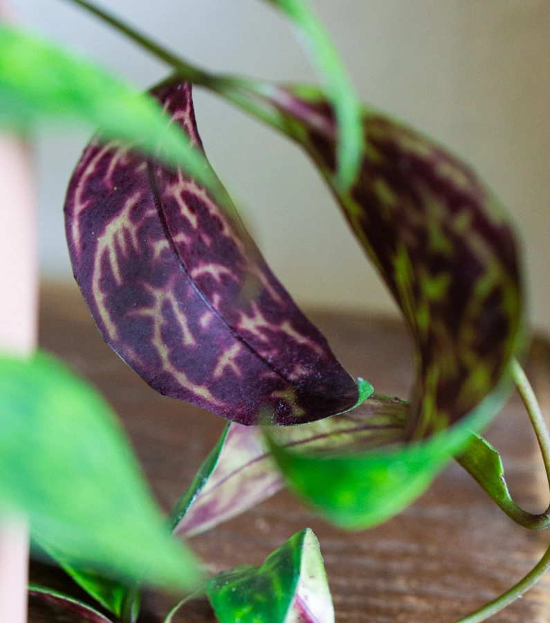 Aeschynanthus marmoratus