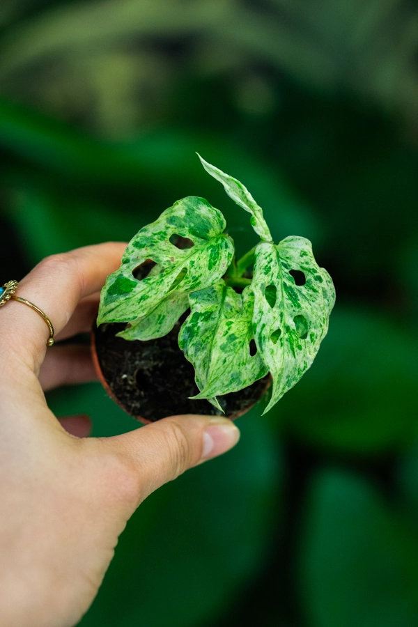 Baby Monstera adansonii Frozen Freckles