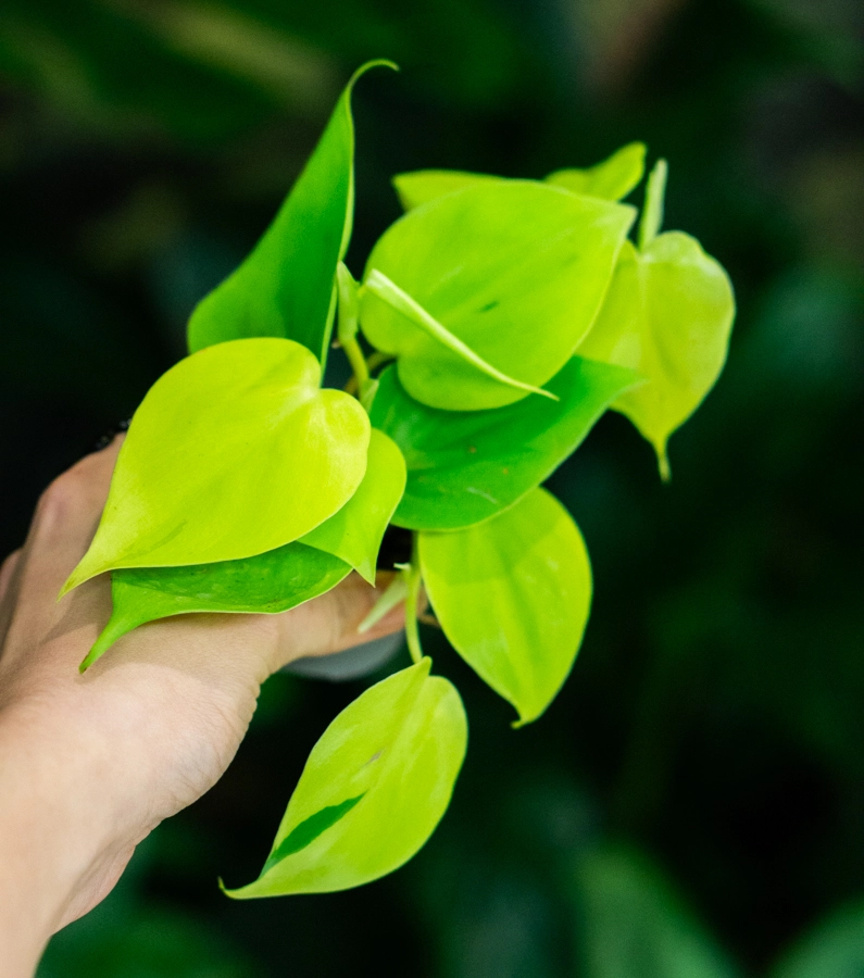 Baby Philodendron Micans Lemon lime