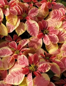 Vianocna ruza/ Poinsettia Beauty Marble