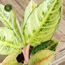 Aglaonema Chartreuse Pretty